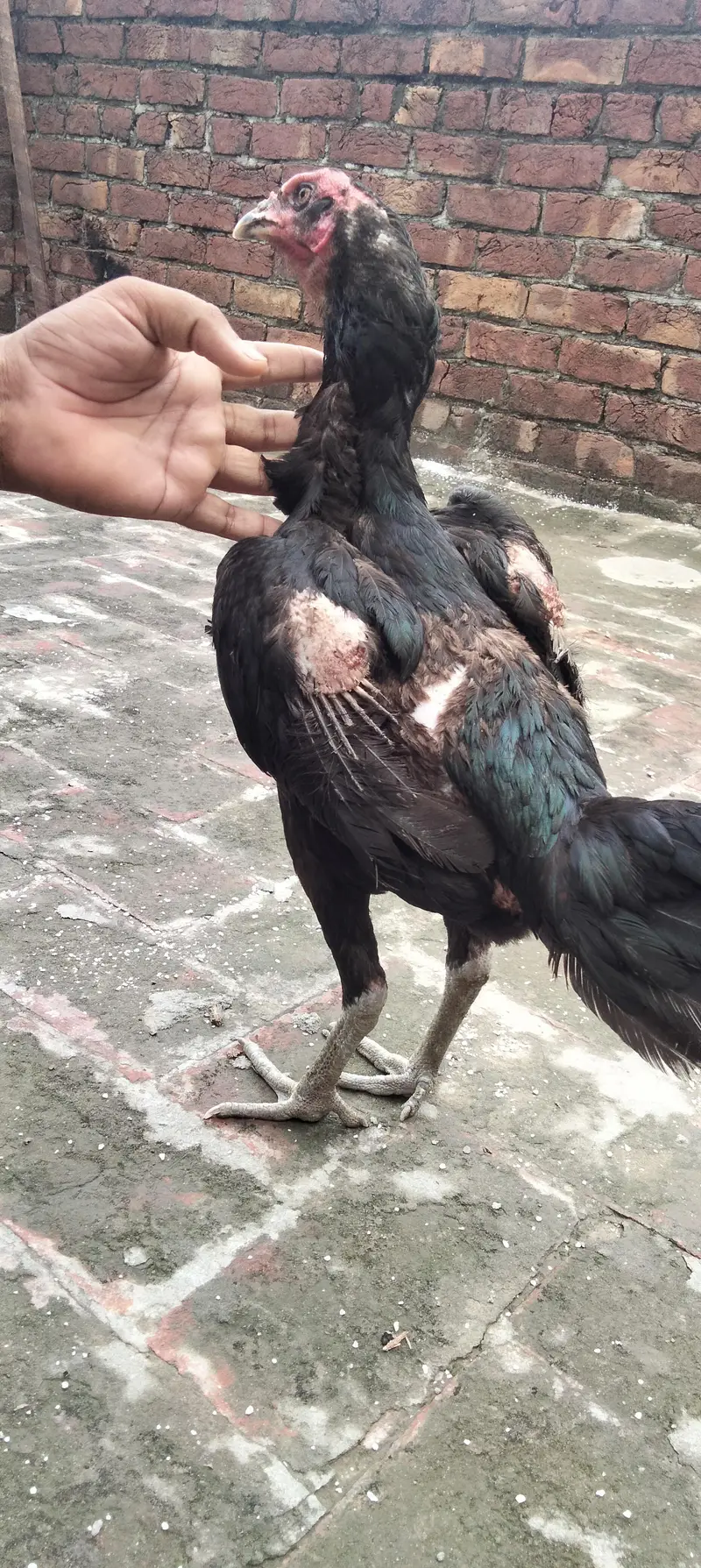 Pure Aseel Hens — photo 2
