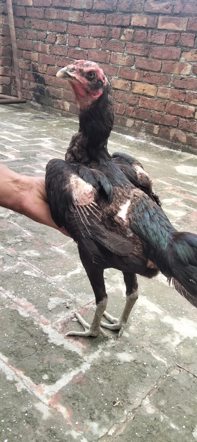 Pure Aseel Hens — photo 3
