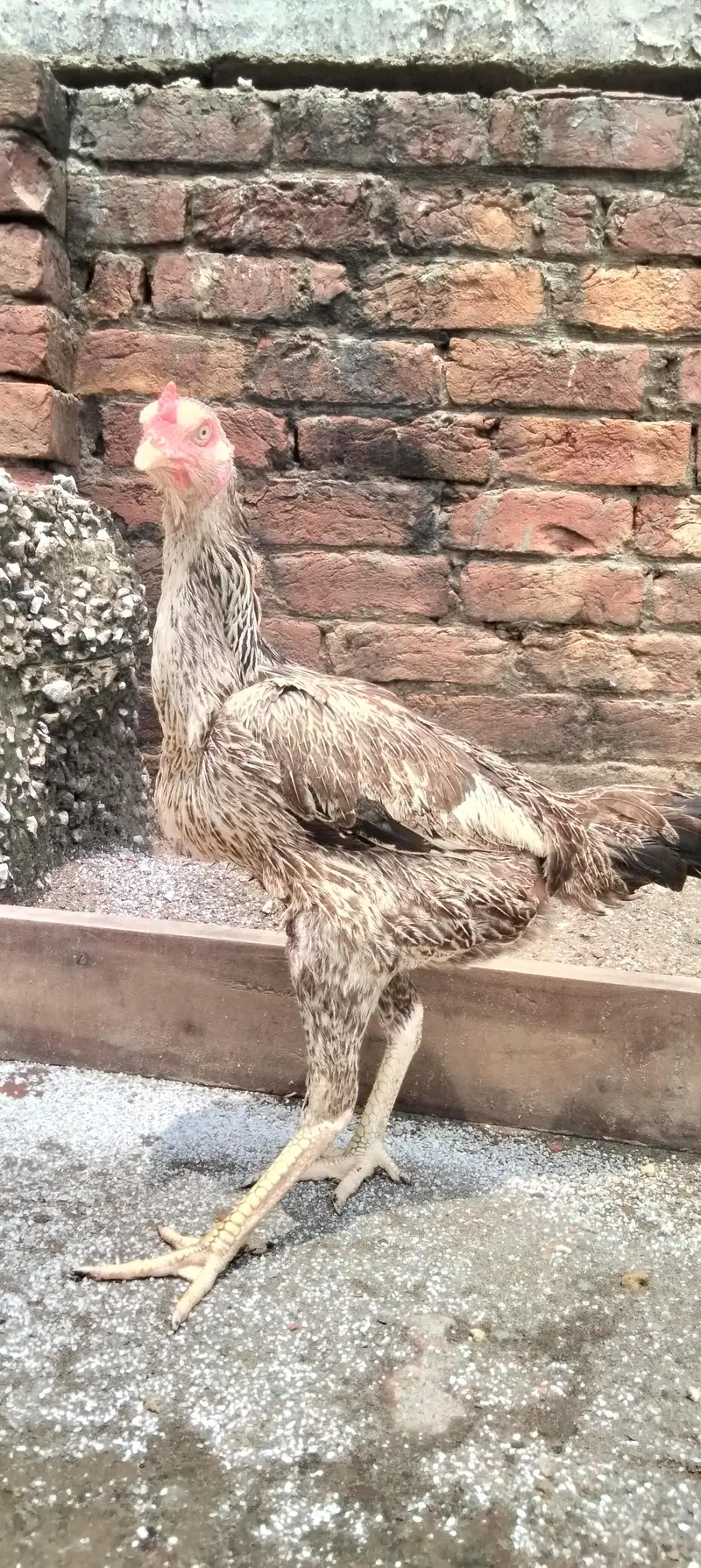 Pure Aseel Hens — photo 5