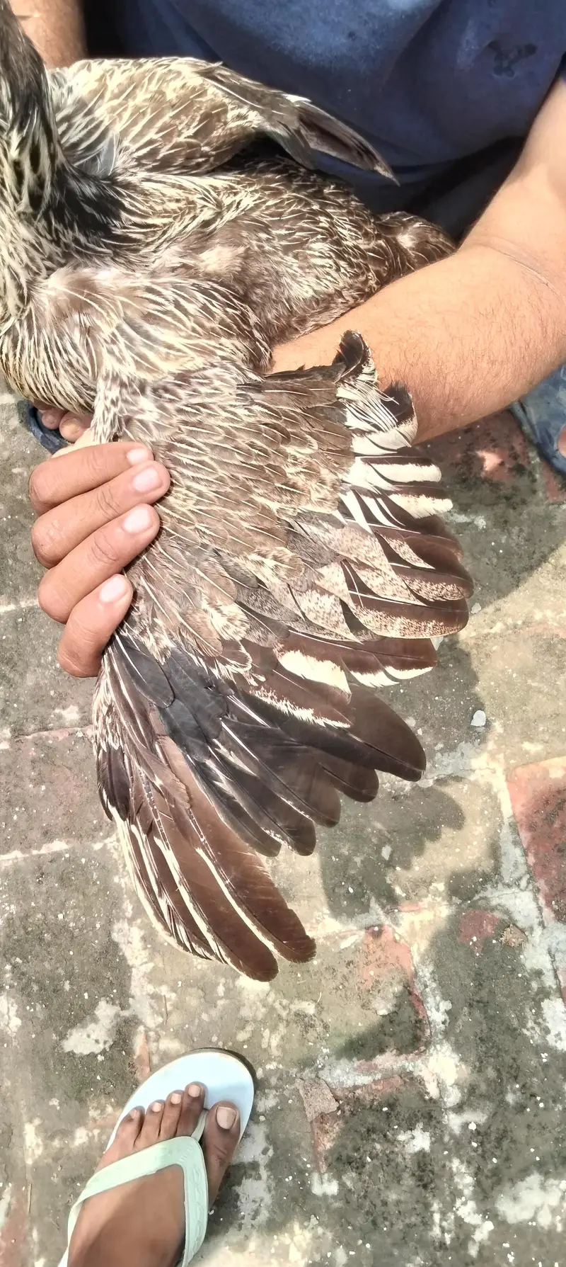 Pure Aseel Hens — photo 7
