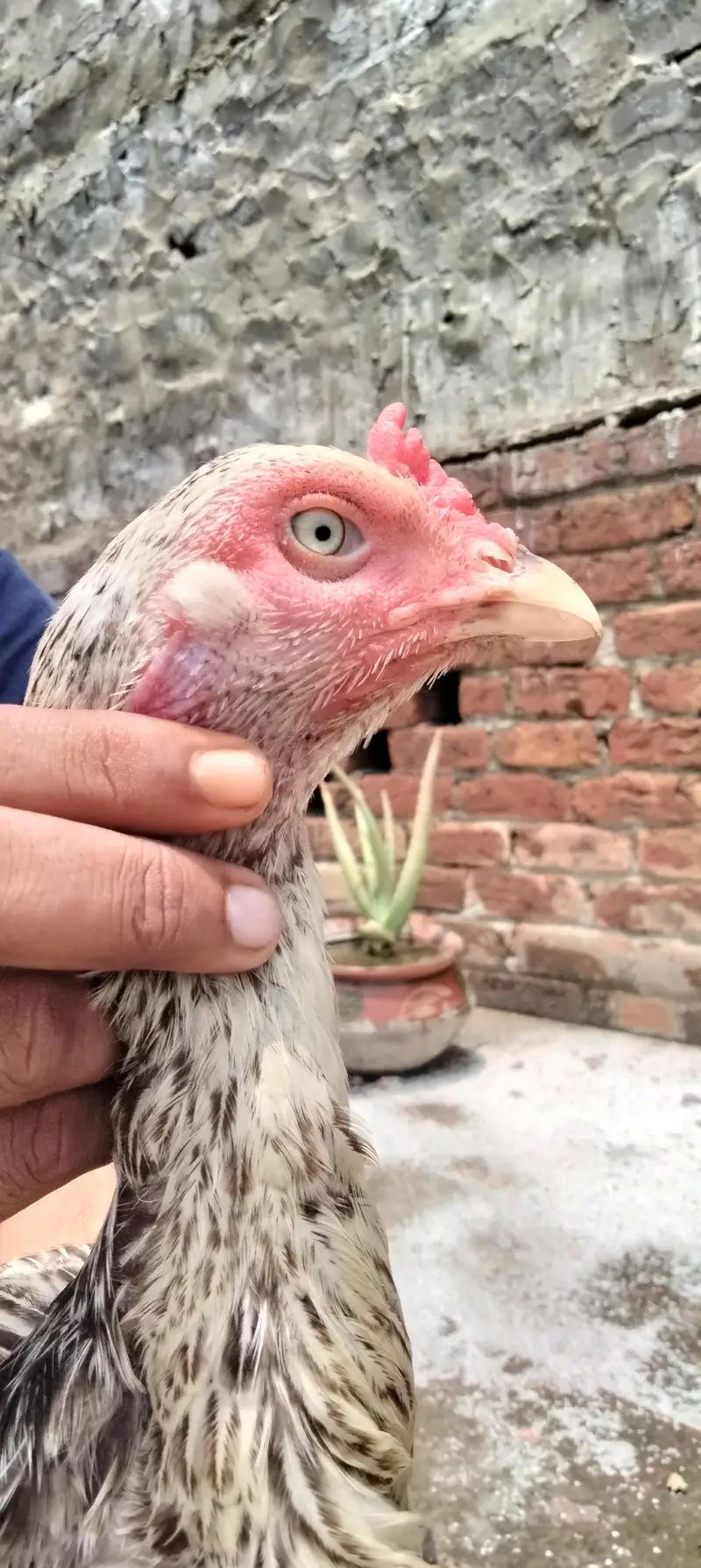 Pure Aseel Hens — photo 9