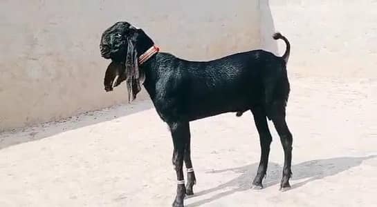 Desi Bakra Urgent For Sale call _03472094636