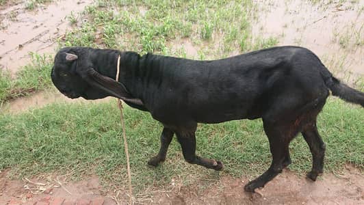 Beetal Bakra Breeder
