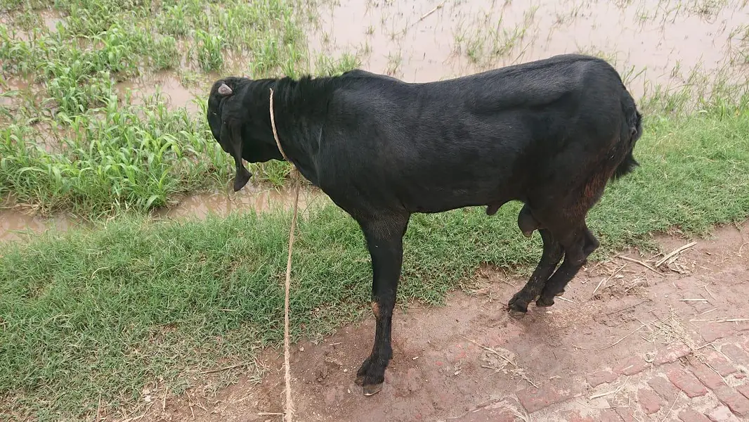 Beetal Bakra Breeder — photo 2