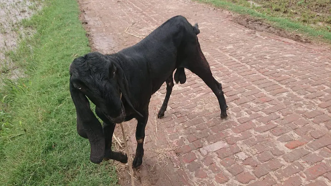 Beetal Bakra Breeder — photo 3