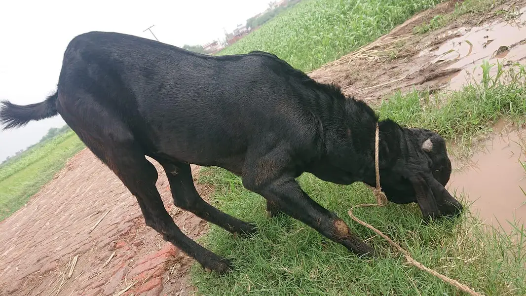 Beetal Bakra Breeder — photo 4