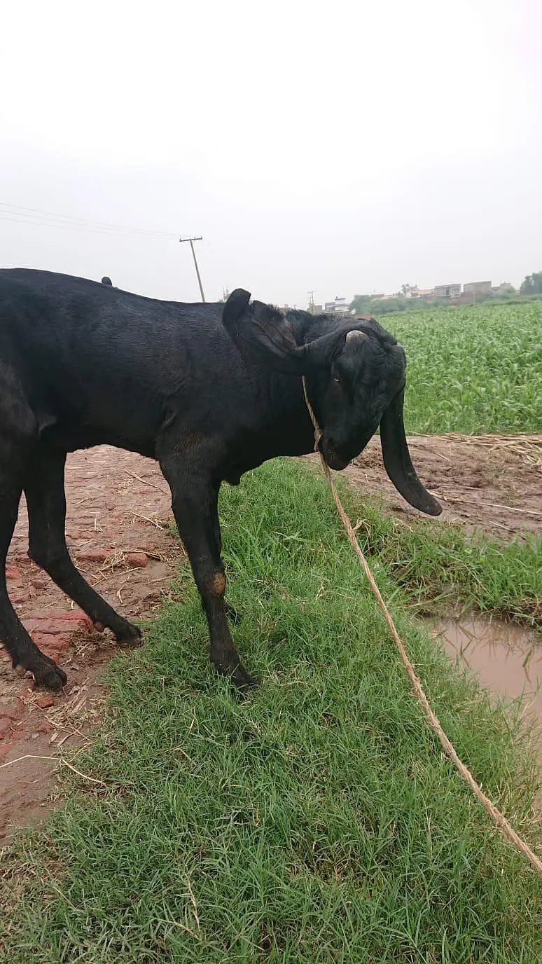 Beetal Bakra Breeder — photo 5