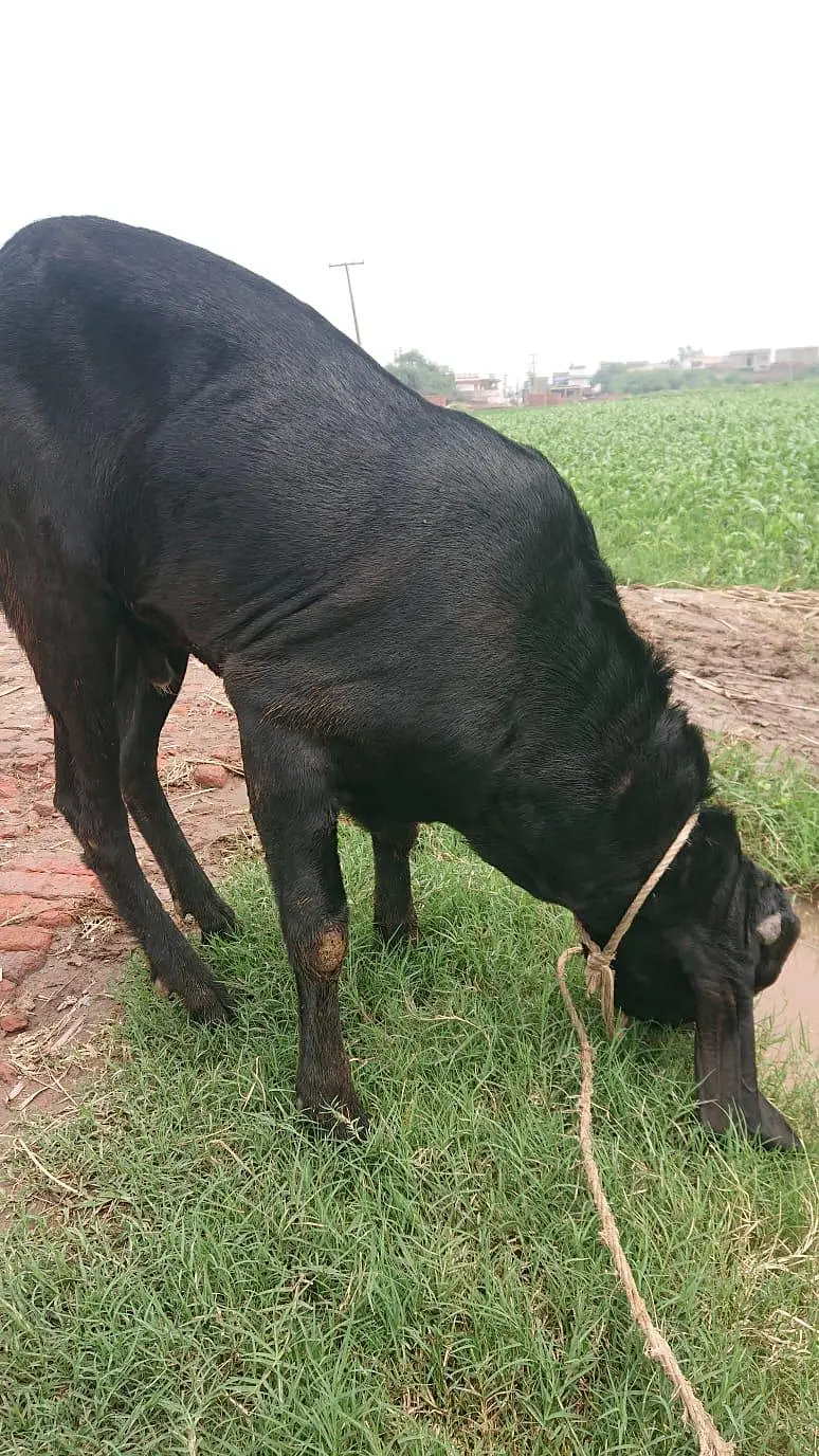 Beetal Bakra Breeder — photo 6
