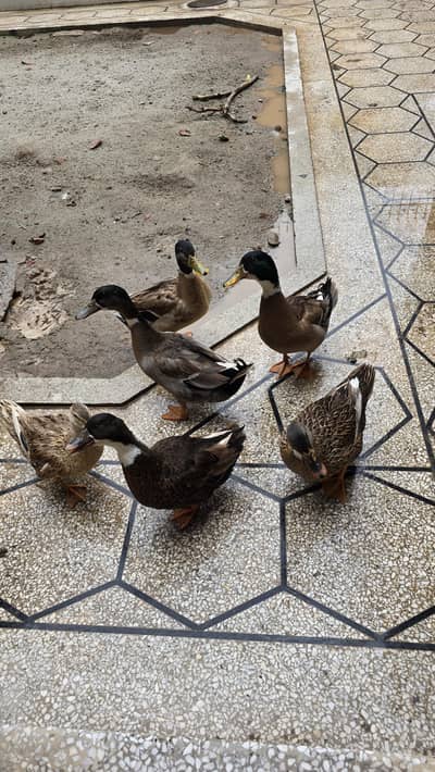 6 Pieces Ducks for Sale