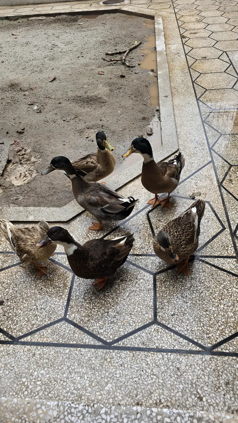 6 Pieces Ducks for Sale