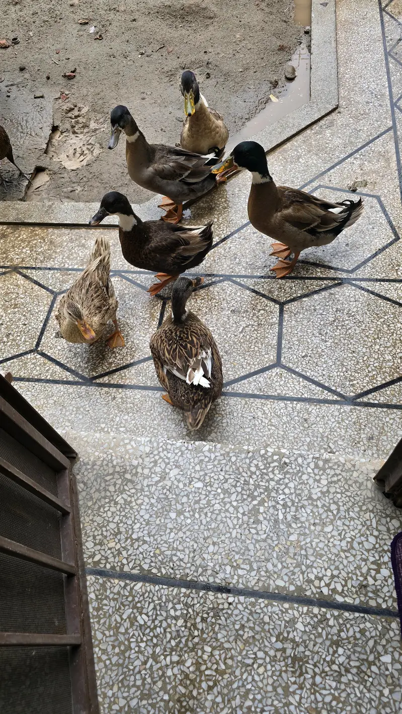 6 Pieces Ducks for Sale — photo 2