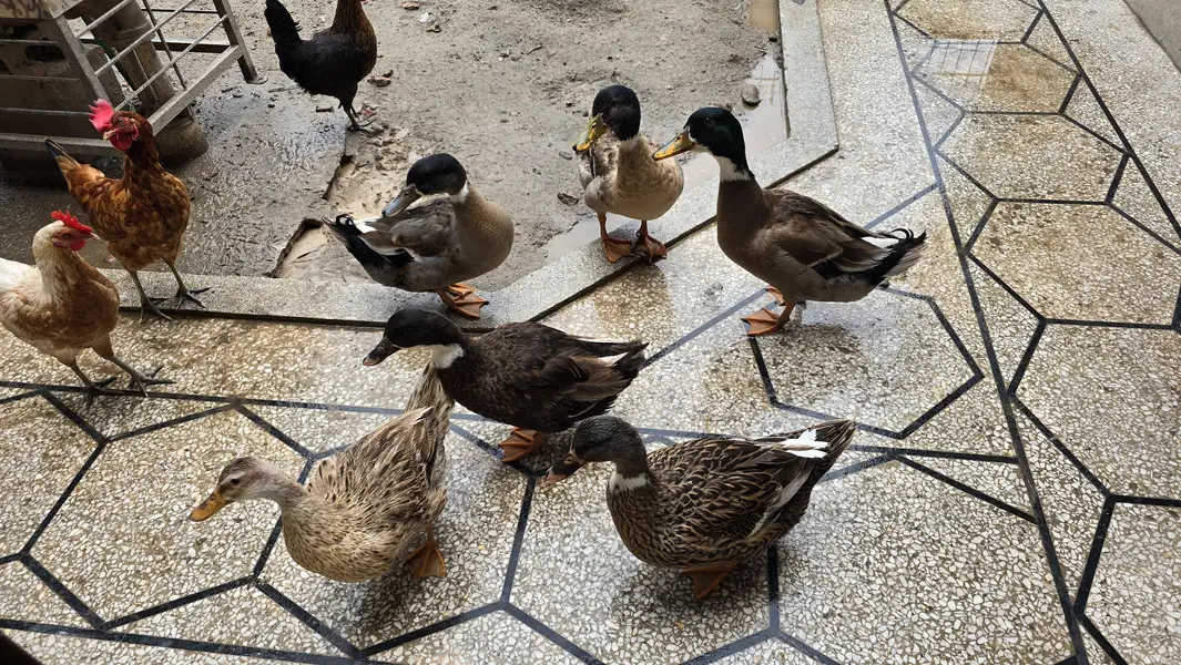 6 Pieces Ducks for Sale — photo 3