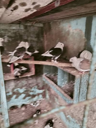 Sentient pigeon java finch diamond dove finch for sale