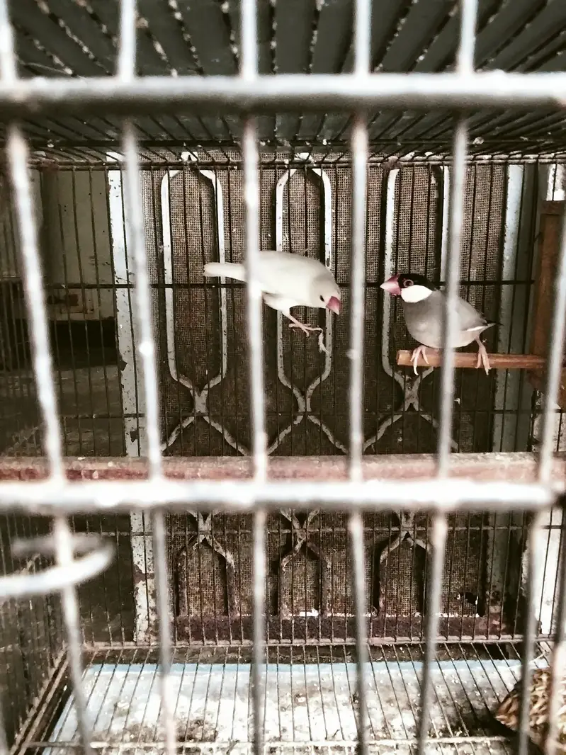 Sentient pigeon java finch diamond dove finch for sale — photo 2