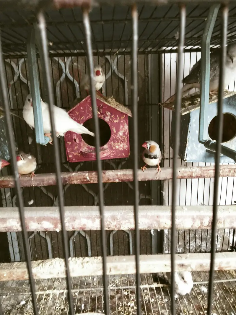 Sentient pigeon java finch diamond dove finch for sale — photo 3