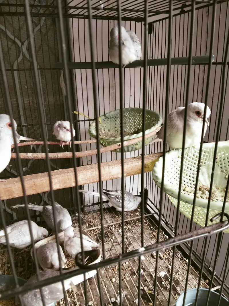 Sentient pigeon java finch diamond dove finch for sale — photo 4