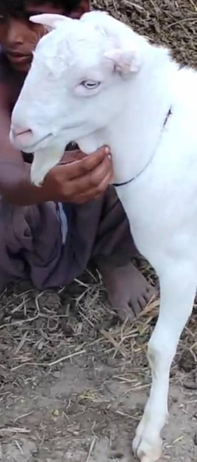 taddy Bakra