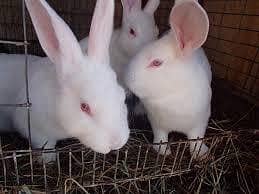 Rabits  1 Male