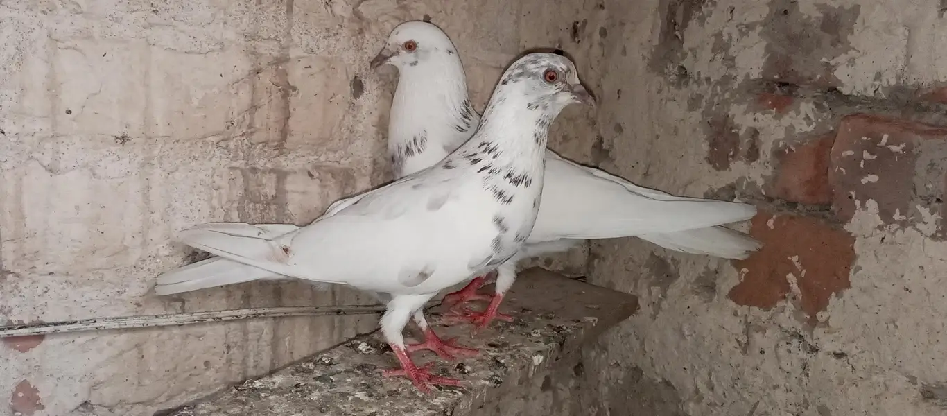 Patti Wala pair or Ek Patti Wala female — photo 2