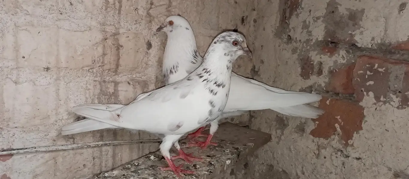 Patti Wala pair or Ek Patti Wala female — photo 3