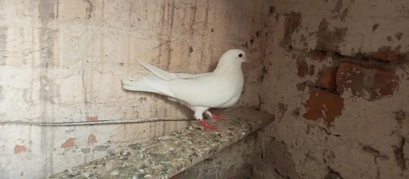 Patti Wala pair or Ek Patti Wala female — photo 4
