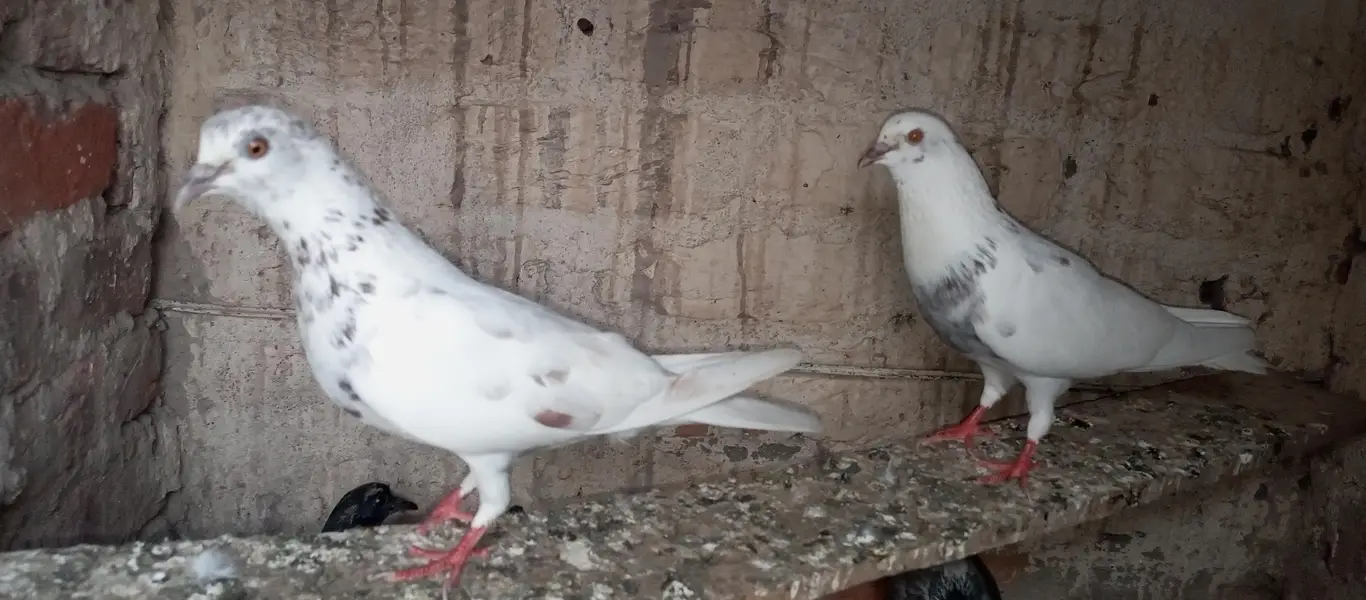 Patti Wala pair or Ek Patti Wala female — photo 5
