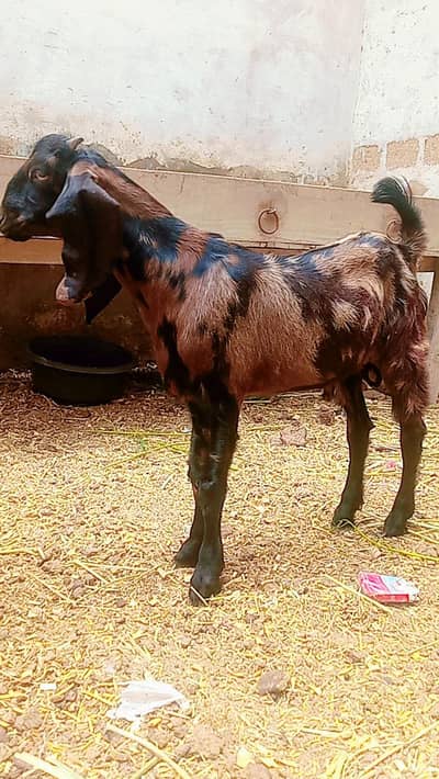 ajrak Bakra for sale jhaler wala