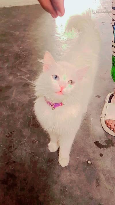 odd eyes cat litter train play full healthy pregnant ha