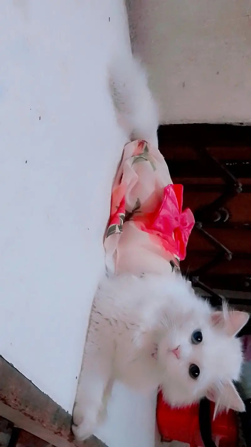 odd eyes cat litter train play full healthy pregnant ha — photo 3
