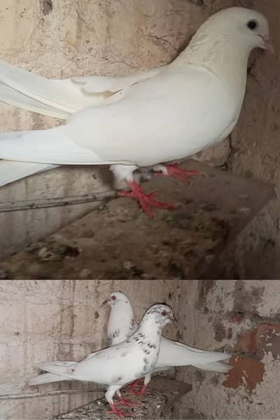 Patti Wala pair or Ek Patti Wala female
