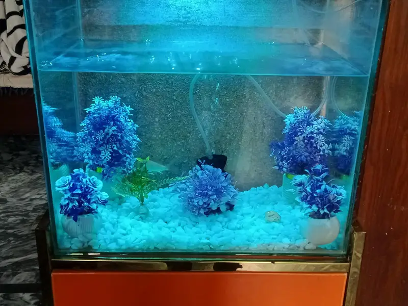 Furnished Aquarium — photo 2