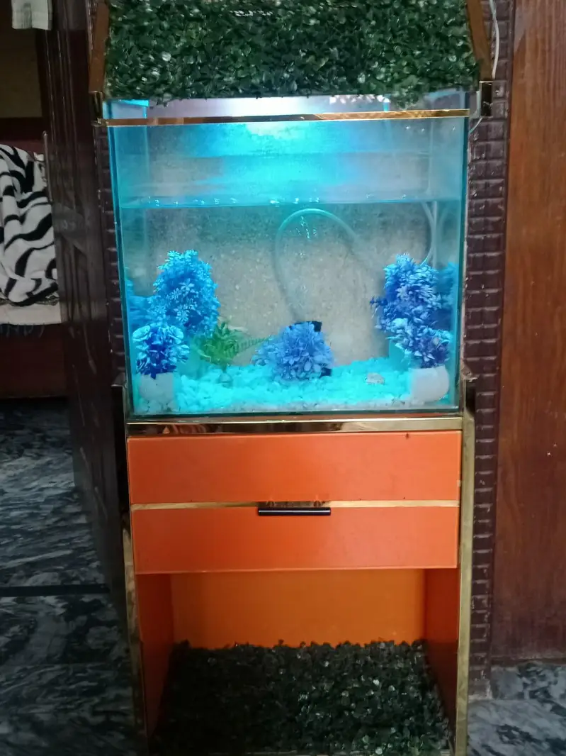 Furnished Aquarium — photo 4