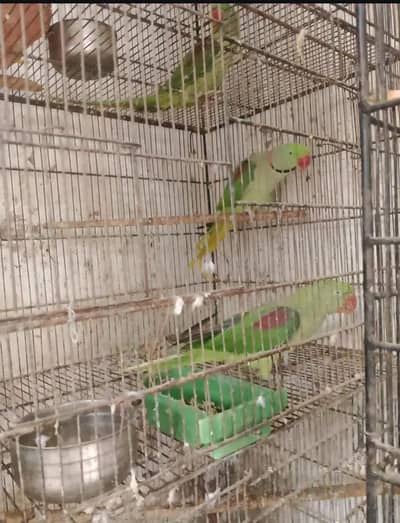 raw parrot for sale hai