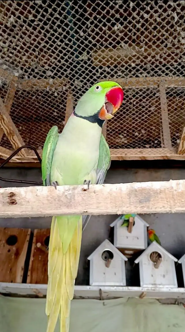 raw parrot for sale hai — photo 2