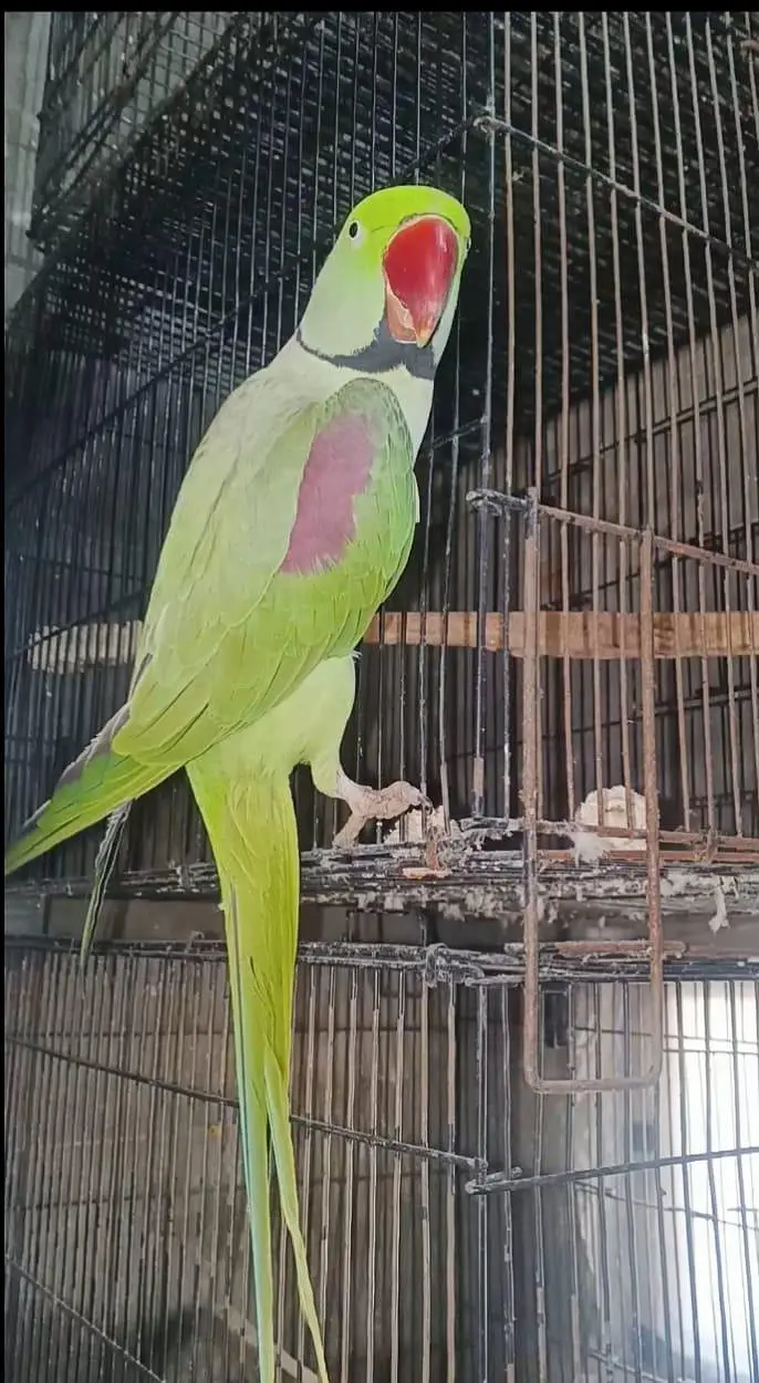 raw parrot for sale hai — photo 3
