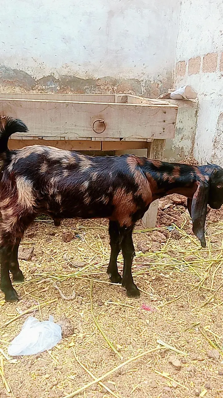 ajrak Bakra for sale jhaler wala — photo 5