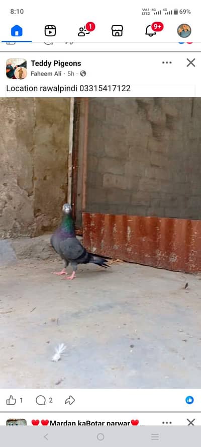 cheena teddy kala breeder malw for sale