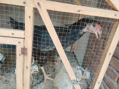 chicks with hen