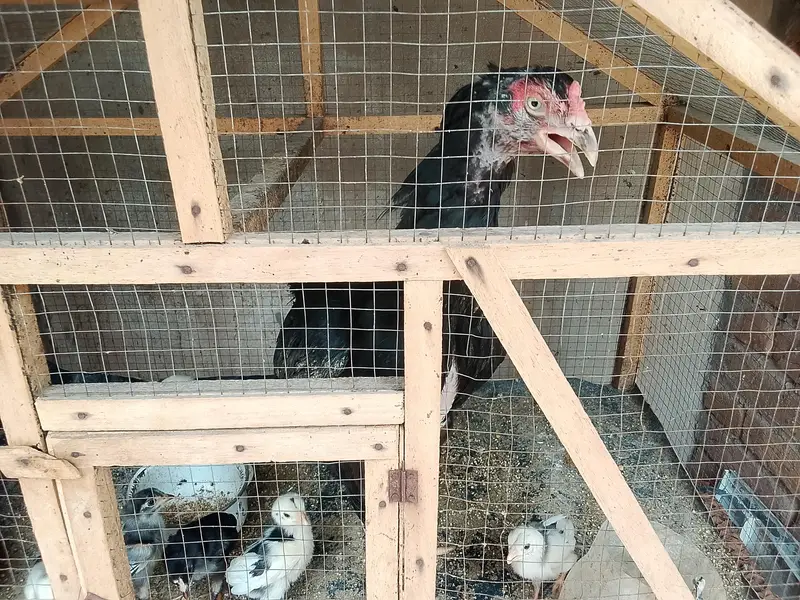 chicks with hen — photo 2