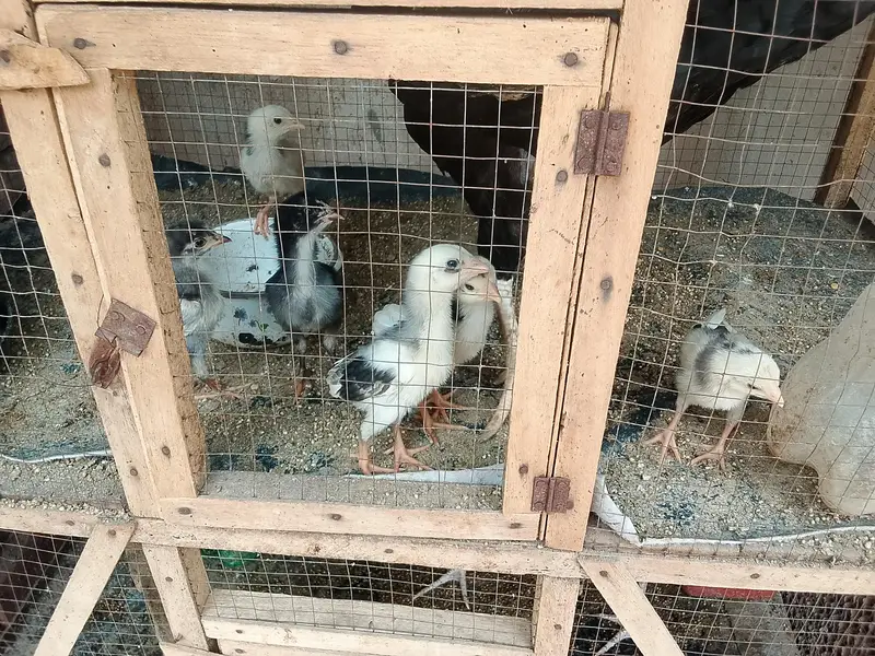 chicks with hen — photo 3