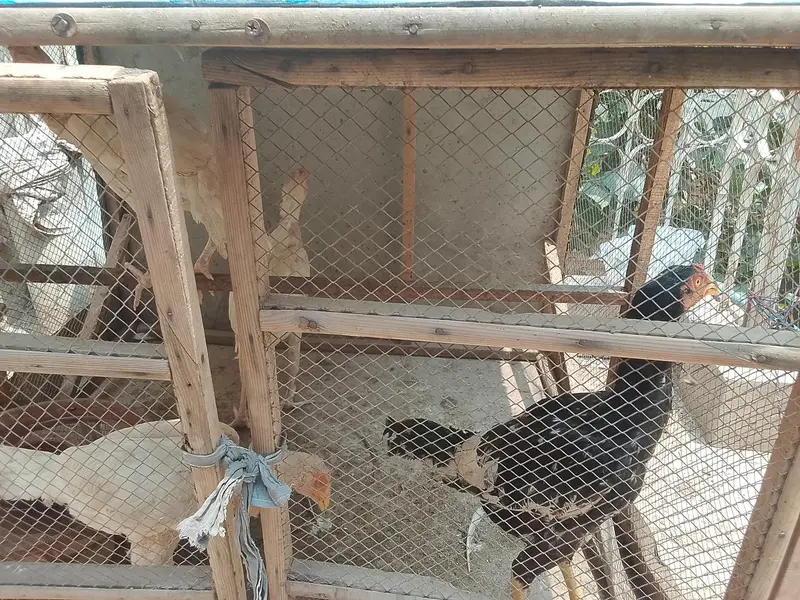 chicks with hen — photo 4