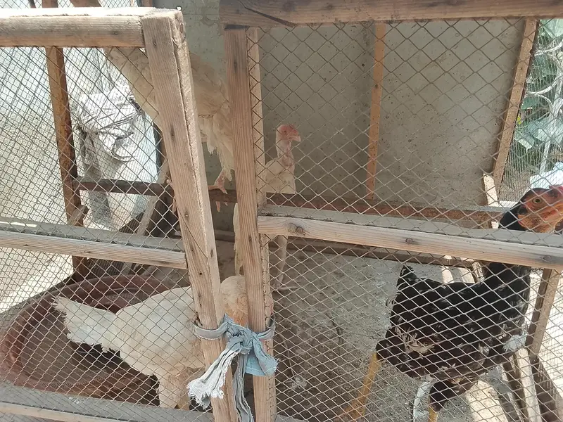chicks with hen — photo 5
