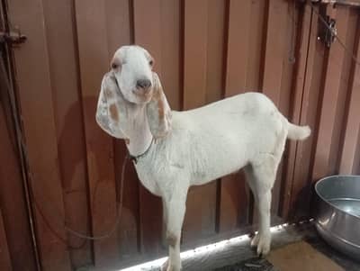 bakrai 2027 qurbani