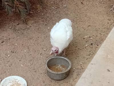 Turkey female and males and  Fertile eggs and chicks available