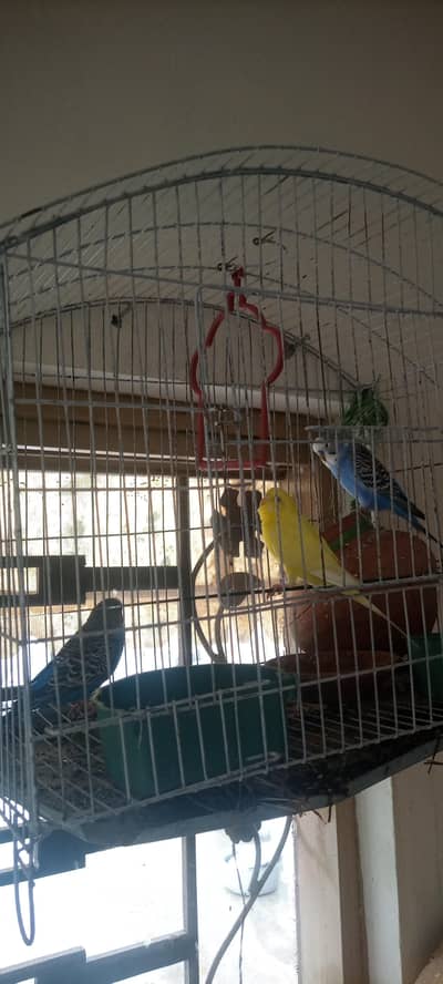 3 parrot for sale