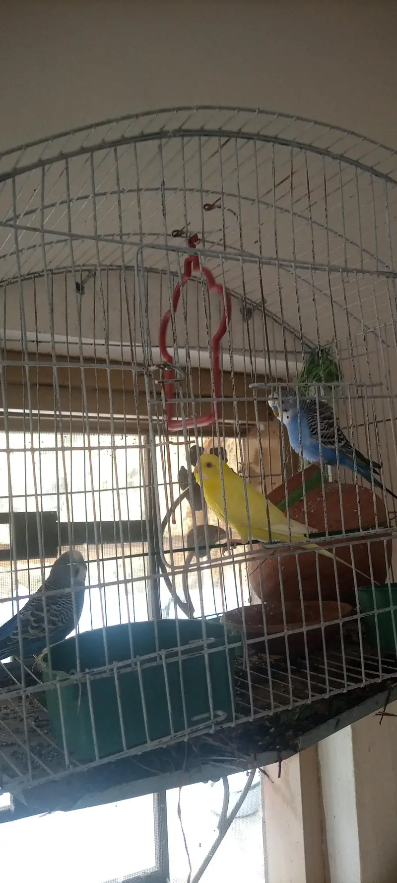 3 parrot for sale — photo 2