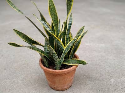 Healthy 5 snake plant for sale