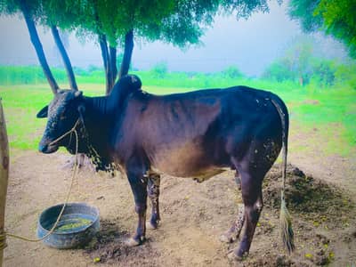 Bull for sale  6dant maa