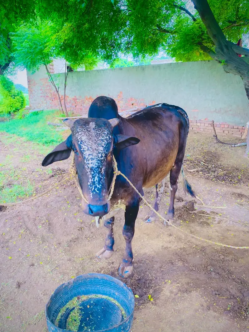 Bull for sale  6dant maa — photo 2