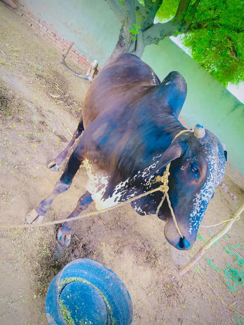 Bull for sale  6dant maa — photo 3